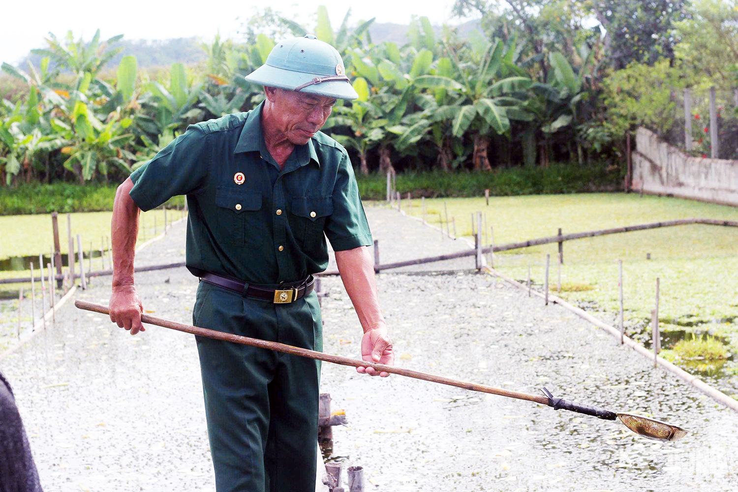 Cựu chiến binh, thương binh làm giàu từ ốc bươu đen